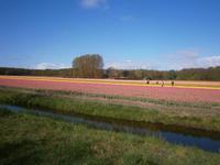 Tulpenfelder in Nähe des Keukenhofs