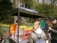 Verkauf frischer Erdbeeren