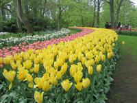 Keukenhof