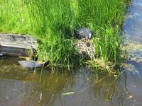 Lisse,Blässhuhn am kleinen Kanal
