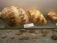 Im Aquarium, eine Muschelsammlung aus aller Welt