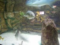 Oben, einer von drei Haifischen