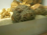 ein gut getarnter Steinfisch, der gefährlichste Fisch der Welt