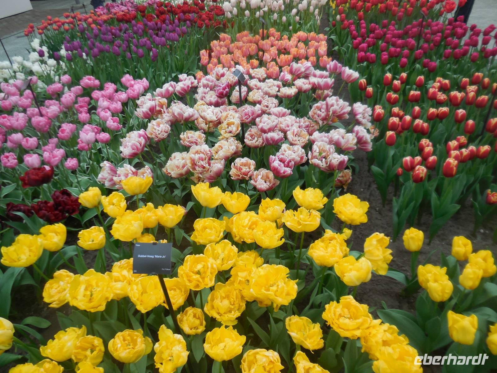 Tulpenvielfalt auf dem Keukenhof bei Lisse
