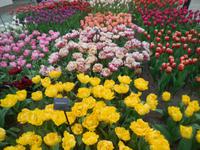 Tulpenvielfalt auf dem Keukenhof bei Lisse