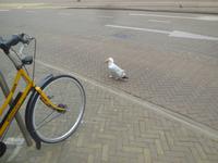 Fahrrad, Möwe, Brötchen in Scheveningen