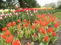 Keukenhof
