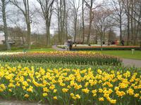 Keukenhof