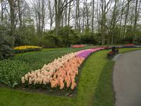 Keukenhof