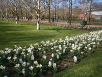 Tulpen und Hyazinthen