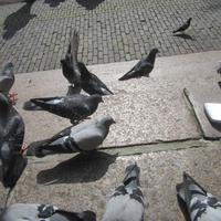 Amsterdam, auf dem Damm