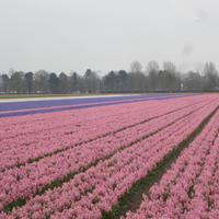 Keukenhof