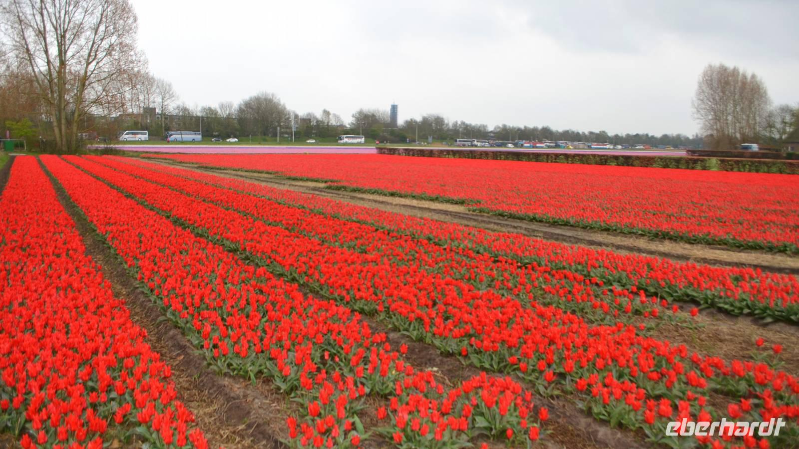 044 Hollands Tulpenfelder, am Keukenhof
