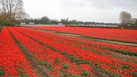 044 Hollands Tulpenfelder, am Keukenhof