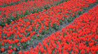 045 Hollands Tulpenfelder, am Keukenhof