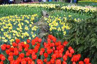 048 Holland, Impressionen im Keukenhof