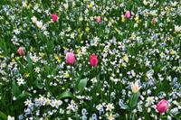 056 Holland, Impressionen im Keukenhof