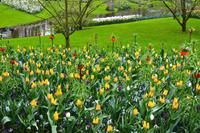 061 Holland, Impressionen im Keukenhof