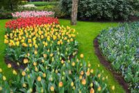 065 Holland, Impressionen im Keukenhof