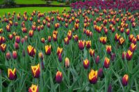 067 Holland, Impressionen im Keukenhof