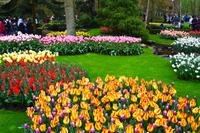 071 Holland, Impressionen im Keukenhof