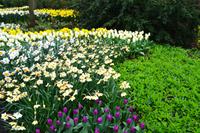 077 Holland, Impressionen im Keukenhof