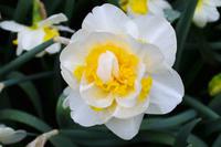 078 Holland, Impressionen im Keukenhof, Narzisse