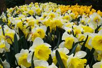 079 Holland, Impressionen im Keukenhof