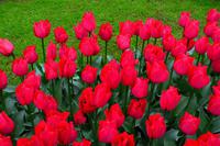 082 Holland, Impressionen im Keukenhof