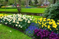 087 Holland, Impressionen im Keukenhof