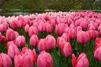 102 Holland, Impressionen im Keukenhof