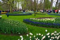 106 Holland, Impressionen im Keukenhof
