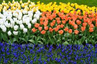 108 Holland, Impressionen im Keukenhof