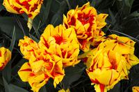 109 Holland, Impressionen im Keukenhof