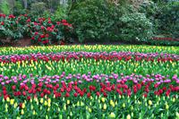 112 Holland, Impressionen im Keukenhof