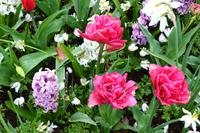 120 Holland, Impressionen im Keukenhof