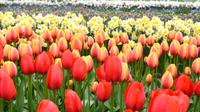 123 Holland, Impressionen im Keukenhof
