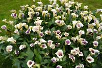 124 Holland, Impressionen im Keukenhof