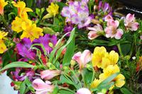 125 Holland, Impressionen im Keukenhof, Fräsien im Oranje Nassau Pavillion