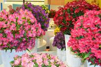 131 Holland, Impressionen im Keukenhof, van Gogh Schau im Oranje Nassau Pavillion