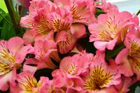 134 Holland, Impressionen im Keukenhof, van Gogh Schau im Oranje Nassau Pavillion