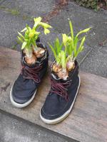 Zum Blumencorso in Sassenheim