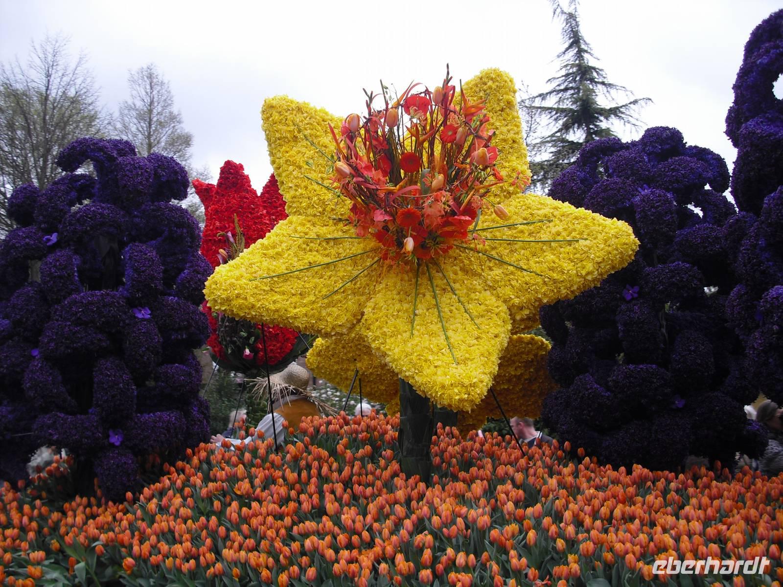 Prachtexemplar beim Blumencorso in Holland