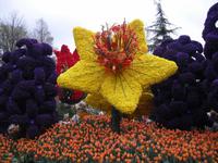 Prachtexemplar beim Blumencorso in Holland