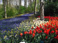 Keukenhof