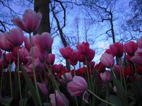 Frühling im Keukenhof