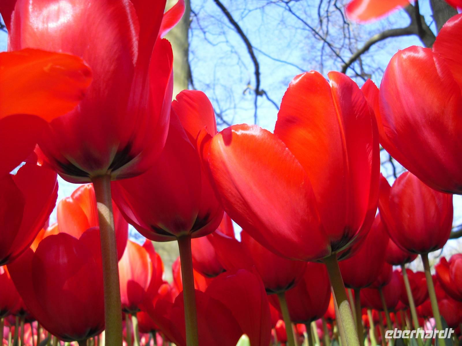 Frühling im Keukenhof
