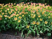 Keukenhof
