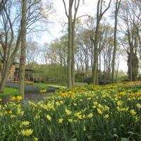 Im Keukenhof