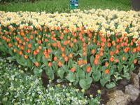 Keukenhof